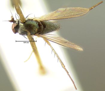 Media type: image;   Entomology 13001 Aspect: habitus dorsal view